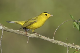 Wilson's Warbler (Cardellina pusilla), Texas, USA
