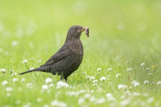 Common Blackbird (Turdus merula) female with food in beak, Iceland