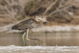 Purple Heron (Ardea purpurea) foraging, Eilat, Israel