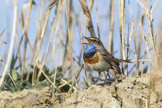 Bluethroat (Luscinia svecica cyanecula) male singing, Mecklenburg-Western Pomerania, Germany