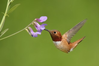 Rufous Hummingbird (Selasphorus rufus) female, Montana, USA