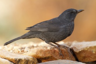Common Blackbird (Turdus merula) female, Alicante, Spain