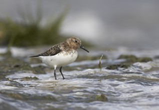 Sanderling (Calidris alba) foraging, Schleswig-Holstein, Germany