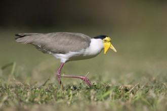 Masked Lapwing (Vanellus miles miles), Queensland, Australia