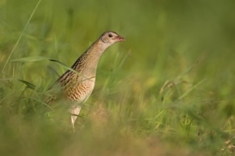 Corn Crake (Crex crex), Saxony-Anhalt, Germany