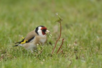 European Goldfinch (Carduelis carduelis) male, North Rhine-Westphalia, Germany