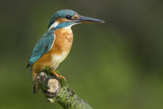 Common Kingfisher (Alcedo atthis) female perched on a branch, Lower Saxony, Germany