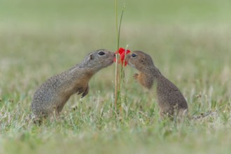 European Ground Squirrel (Spermophilus citellus) two smelling on read poppy (Papaver rhoeas),