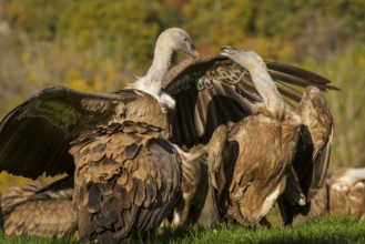 Griffon Vulture (Gyps fulvus), two vultures fighting, Castilla Leon, Spain