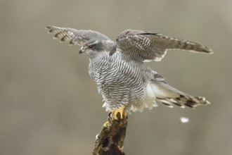 Northern Goshawk (Accipiter gentilis) female, Baden-Wuerttemberg, Germany
