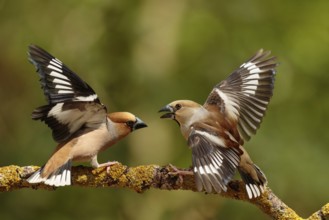 Hawfinch (Coccothraustes coccothraustes) males wrangling, Utrecht, Netherlands