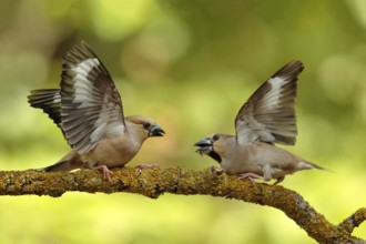 Appelvink vrouwen vechtend op tak, Hawfinch females fighting on branch