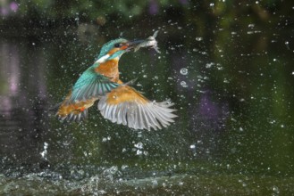 Common Kingfisher (Alcedo atthis) male fishing, Lower Saxony, Germany