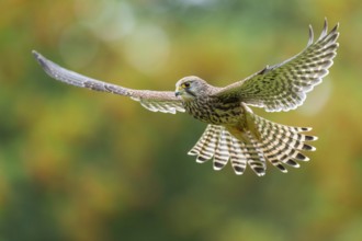 Common Kestrel (Falco tinnunculus) female flying, Lower Saxony, Germany