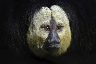 White-faced Saki, Pithecia pithecia, detail portrait of dark black monkey with white face, animal