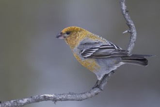Pine Grosbeak - Hakengimpel - Pinicola enucleator, Finland