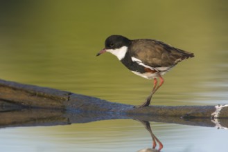 Red-kneed Dotterel (Erythrogonys cinctus) foraging, Victoria, Australia