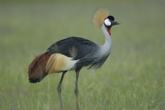 Grey Crowned Crane (Balearica regulorum), Uganda