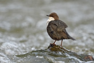 White-throated Dipper (Cinclus cinclus), North Rhine-Westphalia, Germany