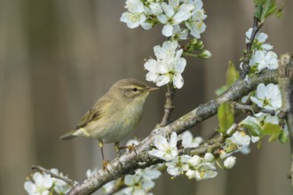 Willow Warbler (Phylloscopus trochilus), Schleswig-Holstein, Germany
