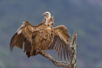 Gänsegeier, Eurasian Griffon Vulture, Griffon Vulture, Eurasian Griffon, Gyps fulvus, Vautour
