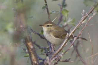 (Western) Greenish Warbler - Grünlaubsänger - Phylloscopus trochiloides ssp. viridianus, Kazakhstan
