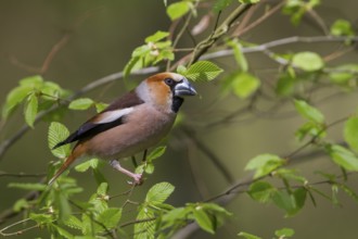 Hawfinch - Kernbeisser - Coccothraustes coccothraustes, Poland
