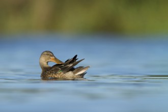 Slobeend, Northern Shoveler, Anas clypeata