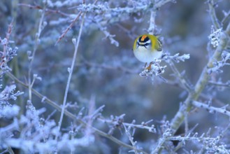 Common Firecrest (Regulus ignicapilla) male perched on a branch, Andalusia, Spain