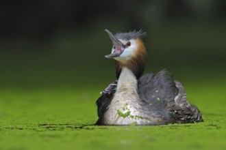 Great Crested Grebe (Podiceps cristatus), North Rhine-Westphalia, Germany