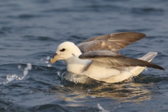 Northern Fulmar (Fulmarus glacialis), Iceland