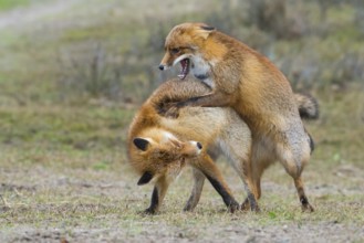 Red Fox (Vulpes vulpes) pair fighting and playing, Netherlands