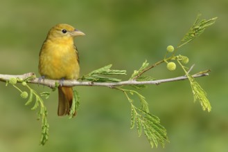 Summer Tanager (Piranga rubra) female, Texas, USA