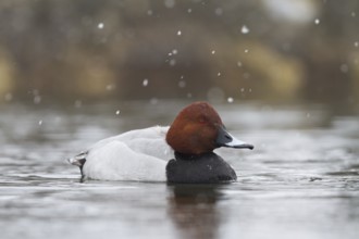 Common Pochard (Aythya ferina) male, Bavaria, Germany