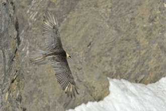 Bearded Vulture (Gypaetus barbatus) flying, Valais, Switzerland