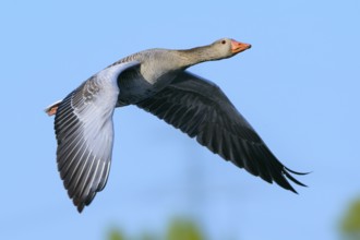 Greylag Goose (Anser anser) flying, Baden-Wuerttemberg, Germany