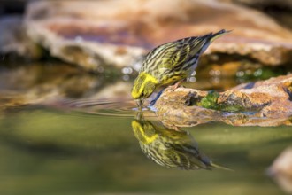 European Serin (Serinus serinus) male drinking, Alicante, Spain