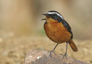Moussier's Redstart (Phoenicurus moussieri) male singing, Morocco
