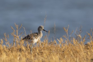 Pied Avocet (Recurvirostra avosetta) juvenile, Lesvos, Greece