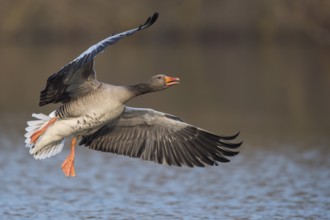 Greylag Goose (Anser anser) flying, Lower Saxony, Germany
