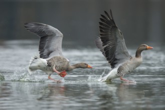 Greylag Goose (Anser anser) wrangling, Lower Saxony, Germany