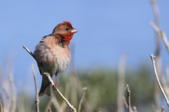 Common Rosefinch (Carpodacus erythrinus) male, Mecklenburg-Western Pomerania, Germany