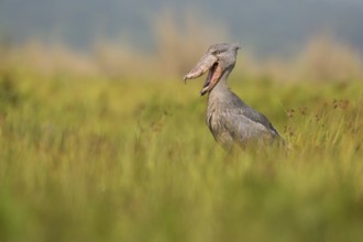 Shoebill (Balaeniceps rex) with open beak, Uganda