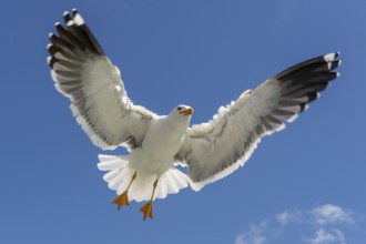 European Herring Gull (Larus argentatus) flying, Texel, Netherlands