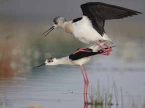 Black-winged Stilt (Himantopus himantopus) pair mating, Spain