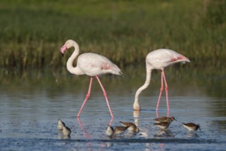 Greater Flamingo & Ruff (Phoenicopterus roseus & Calidris pugnax) foraging in shallow water, Greece