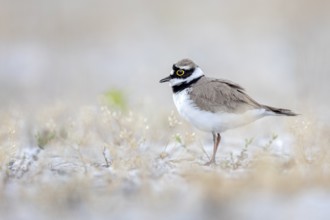 Little Ringed Plover (Charadrius dubius), Saxony-Anhalt, Germany