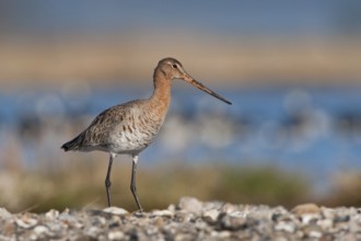 Black-tailed Godwit (Limosa limosa), Schleswig-Holstein, Germany