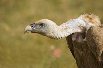Griffon Vulture (Gyps fulvus), Catalonia, Spain