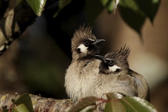 Himalayan Bulbul (Pycnonotus leucogenys), Uttarakhand, India